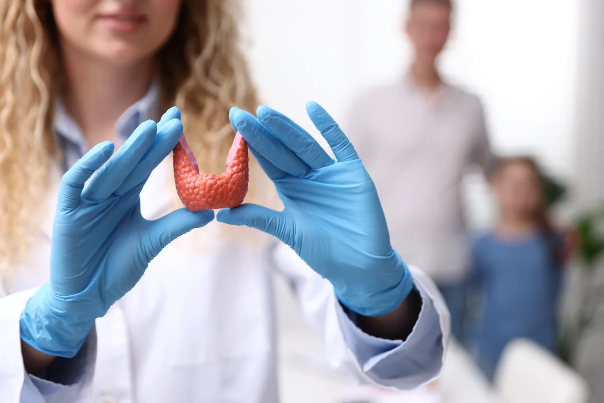 Medic endocrinolog examinează o machetă a glandei tiroide